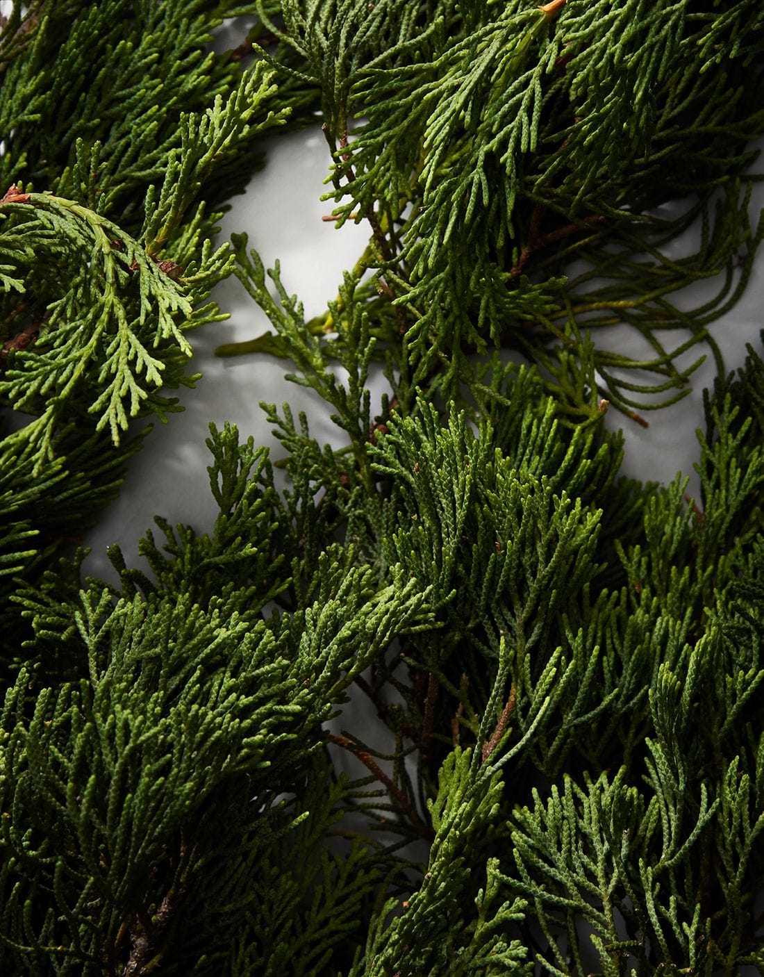 Cypress Edit 5c4213b898