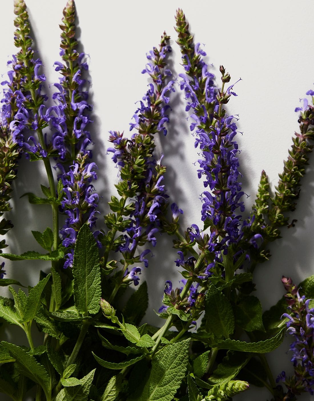 French Clary Sage Edit cf2948738f